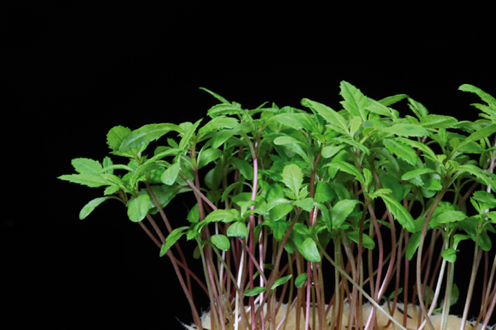 Aclla Cress