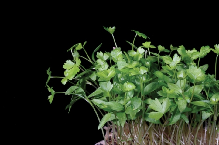 Persinette Cress