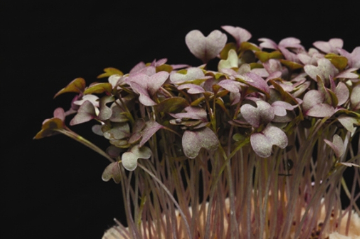 Red Mustard Cress
