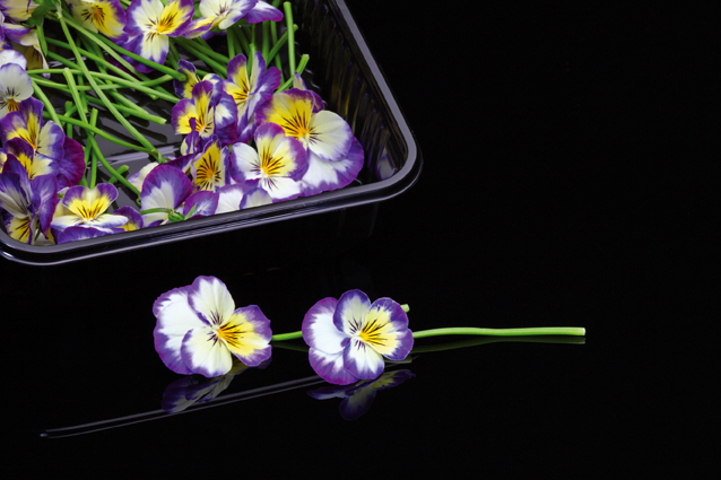Cornabria Blossom