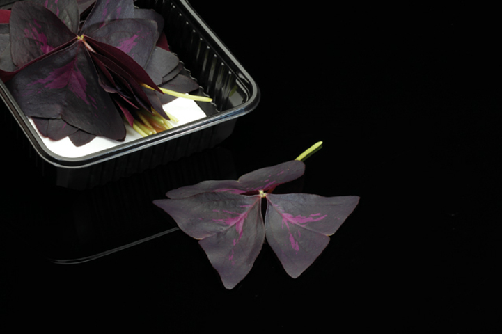 Yka Leaves