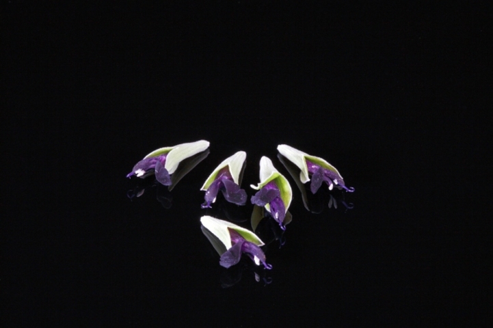 Purple Delight